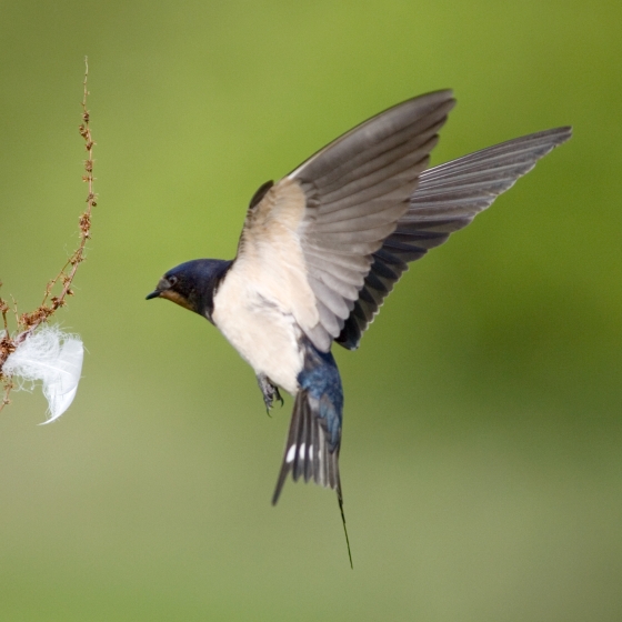 Swallow BTO British Trust For Ornithology